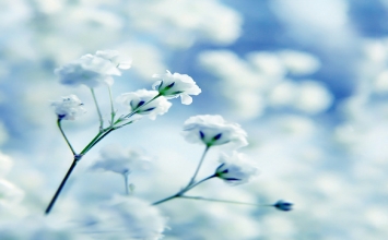 Hiểu biết và trí tuệ